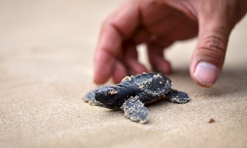 baby-turtle