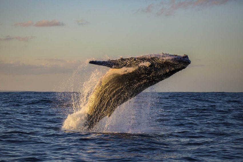 whale-watching