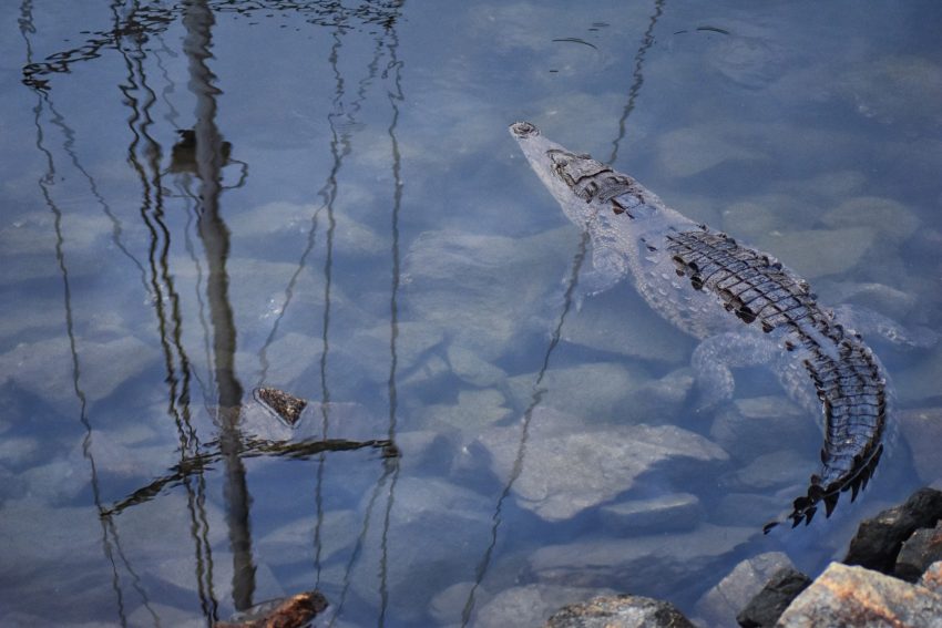 puerto-vallarta-crocodiles